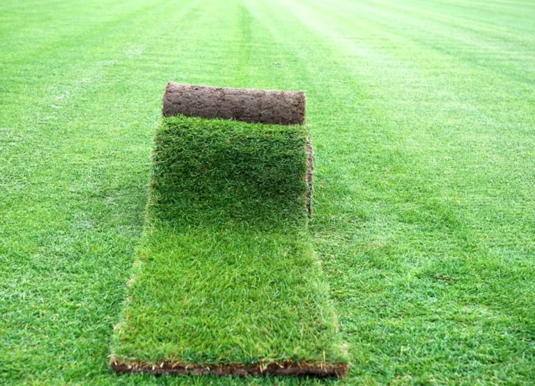 zakładanie trawnika z rolki - rozkładanie trawnika