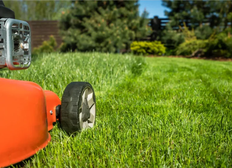 Pielęgnacja trawnika z rolki - koszenie trawnika z rolki