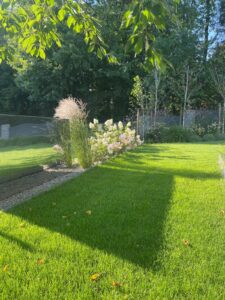 Trawnik z rolki w ogrodzie, trawa z rolki producent Zielone Marzenia