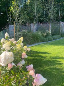 Ogród pełen roślin z trawnikiem, trawa sportowo-ogrodowa do użytku domowego