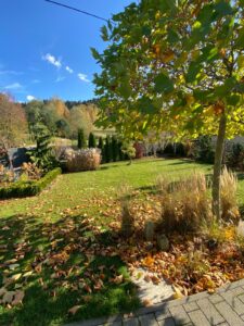 Trawa z rolki Katowice w ogrodzie przydomowym, realizacja jesienna.